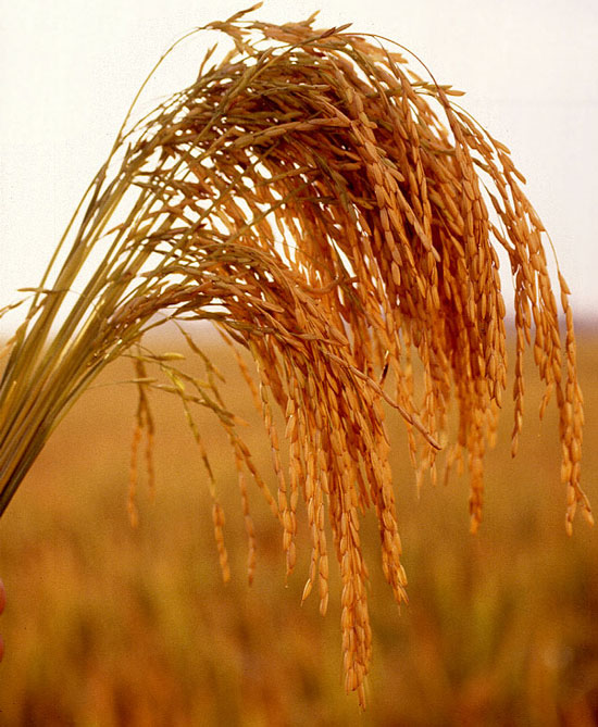 Picture 1 of Japan has successfully grown a low-absorbing variety of Cadmium