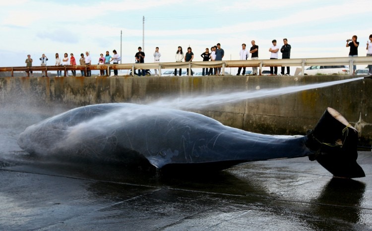 Picture 1 of Japan kills more than 200 pregnant whales