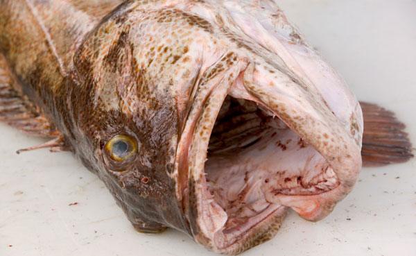 Picture 1 of Japan: Radioactivity in fish is still high