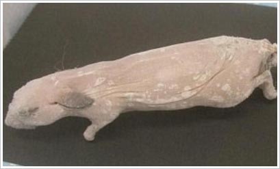 Picture 1 of Japan successfully cloned dead mouse cells