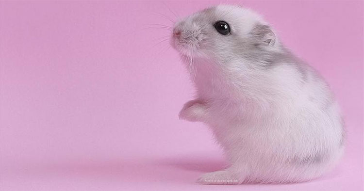 Picture 1 of Japan successfully selected sex for artificial insemination rats