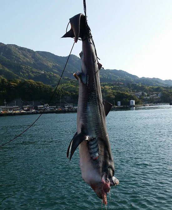 Picture 3 of Japan suddenly caught the creature that caused the earthquake in the legend