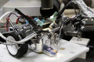 Picture 2 of Japan will have insects carrying artificial brains