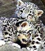 Japanese animal set for Zoo and Zoo images 1