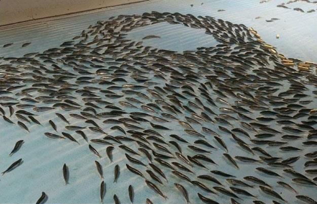 Picture 5 of Japanese parks are outraged by using 5000 live fish for unbelievable reasons