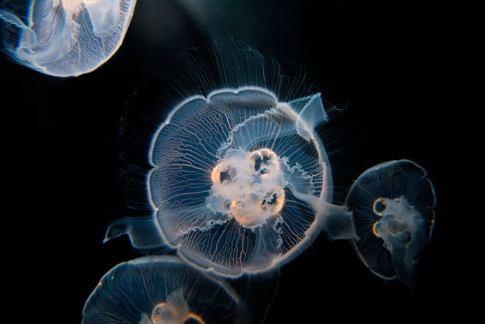 Picture 1 of Jellyfish species heal wounds themselves, reverse aging