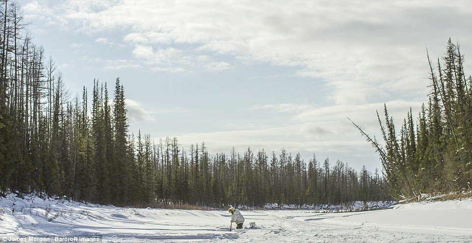 Picture 10 of Job hunting wolves in Russia's coldest land