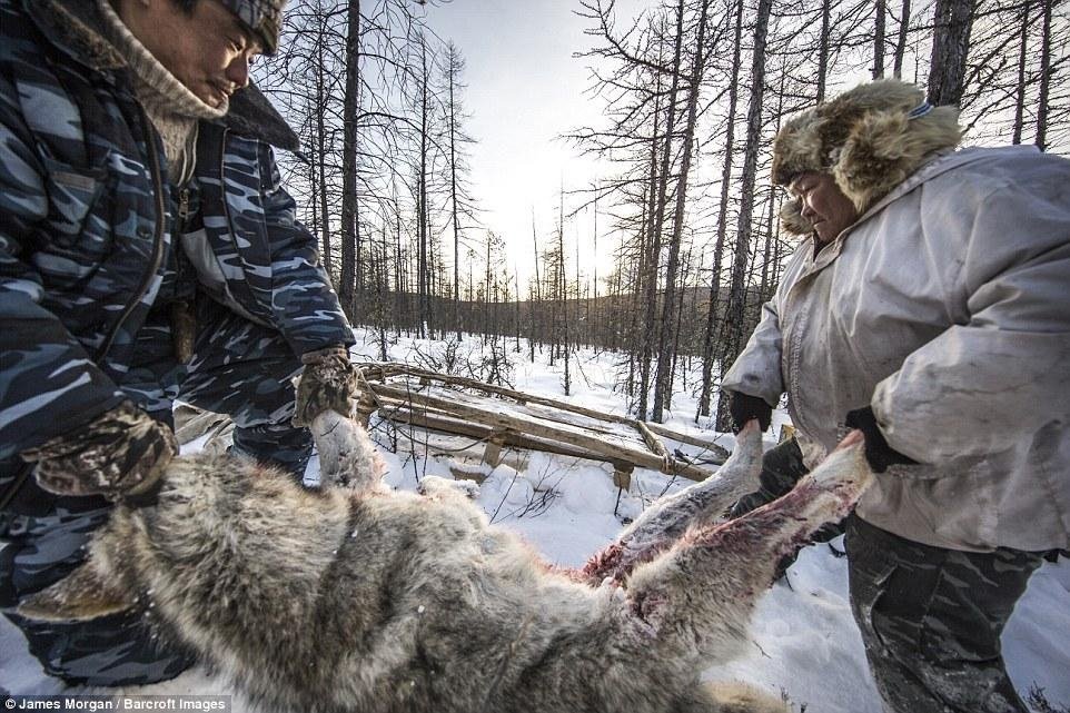 Picture 7 of Job hunting wolves in Russia's coldest land