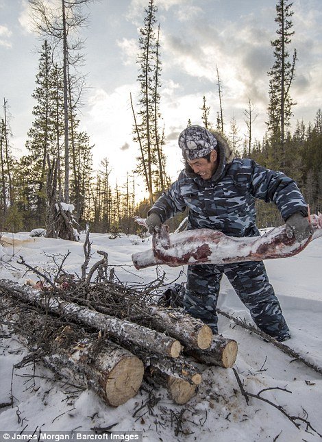 Picture 8 of Job hunting wolves in Russia's coldest land