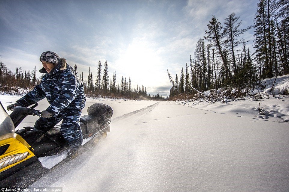 Picture 9 of Job hunting wolves in Russia's coldest land