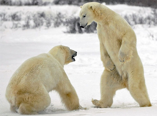 Picture 1 of Job to find white bears in Norway