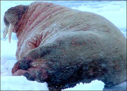 Picture 6 of Journey of 'tailing' of Arctic walrus