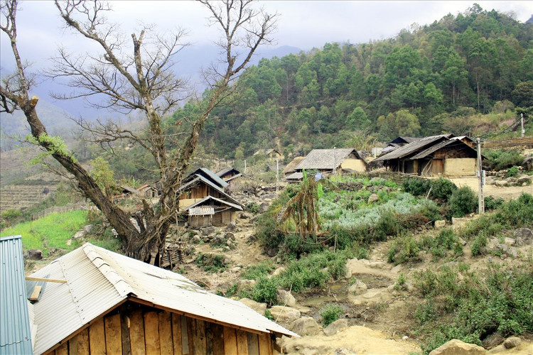 Picture 3 of Journey to find rare species of bitter fish in Hoang Lien Son range