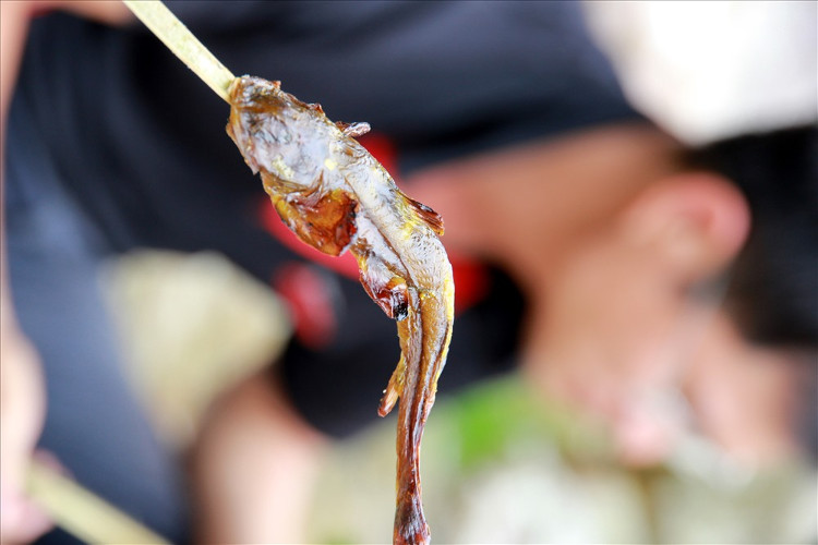 Picture 5 of Journey to find rare species of bitter fish in Hoang Lien Son range