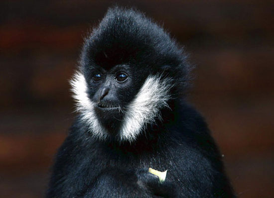 Picture 1 of Journey to find white cheeked gibbons