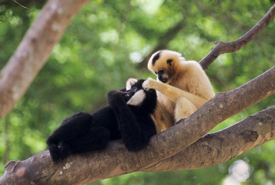 Picture 2 of Journey to find white cheeked gibbons