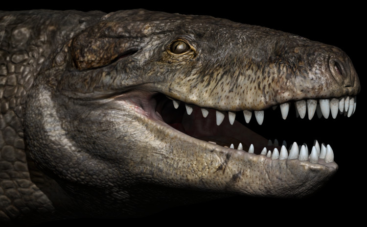 Picture 2 of Jura crocodile sharp teeth like tyrants