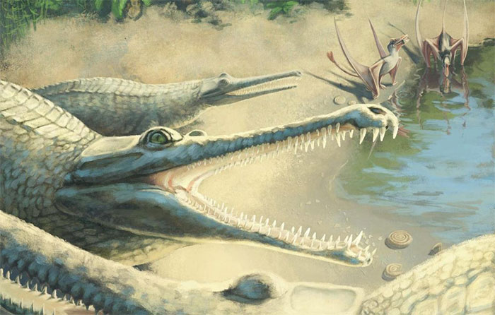 Picture 1 of Jurassic fossils reveal a new long muzzle crocodile