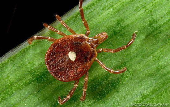 Picture 2 of Just a bite from this tiny beetle, you won't be able to eat meat forever