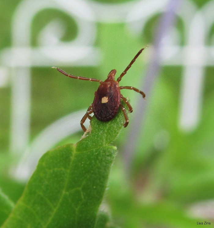 Picture 3 of Just a bite from this tiny beetle, you won't be able to eat meat forever