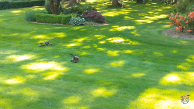 Picture 1 of Just got out of the cat, the rabbit became the prey of the owl