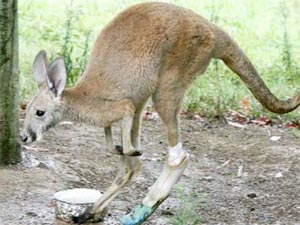 Picture 1 of Kangaroo carries fake legs
