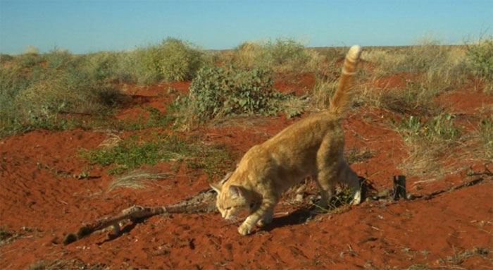Picture 1 of Kangaroo corpses are eaten to death by cats