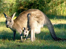 Picture 1 of Kangaroo DNA can prevent skin cancer in humans