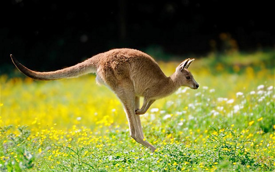 Picture 1 of Kangaroo drunken opium