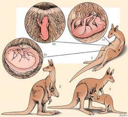 Picture 2 of Kangaroo (Macropodidae) - Ancient baby animal