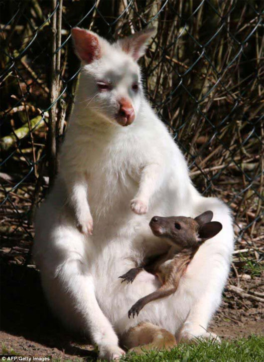 Picture 1 of Kangaroo mother in white gives birth to brown baby