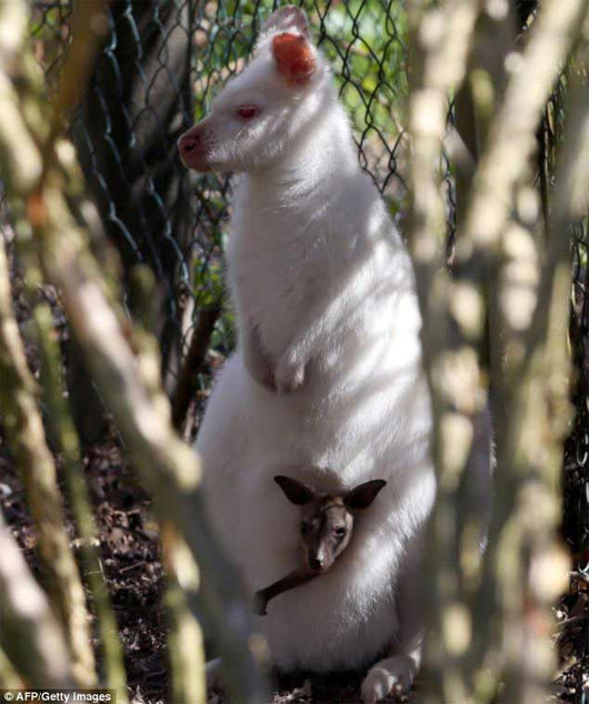 Picture 2 of Kangaroo mother in white gives birth to brown baby