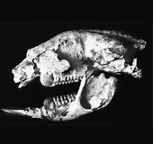 Picture 1 of Kangaroos and prehistoric koalas are extinct because of starvation