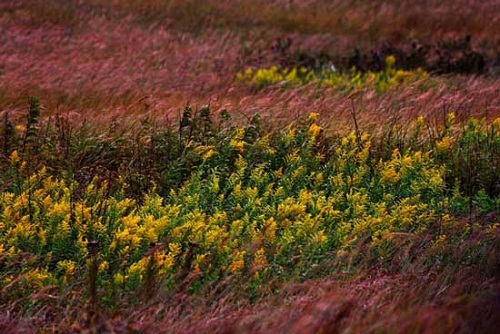 Picture 10 of Kansas four-season grassland