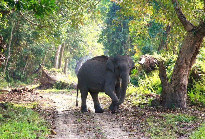 Picture 4 of Kaziranga National Park