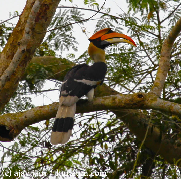 Picture 5 of Kaziranga National Park