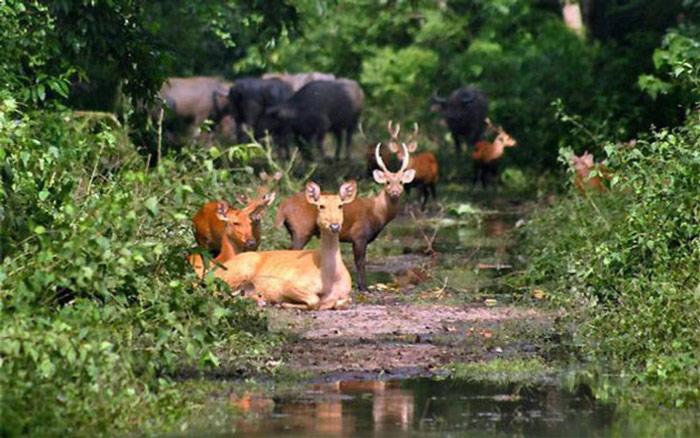 Picture 6 of Kaziranga National Park