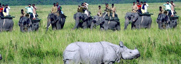 Picture 7 of Kaziranga National Park