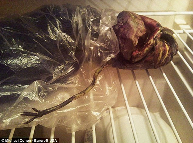 Picture 1 of Keep the 'alien creature' in the refrigerator