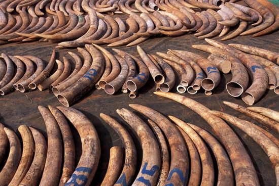 Picture 1 of Kenya confiscated two tons of ivory