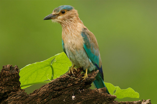 Picture 7 of Keoladeo National Park - India