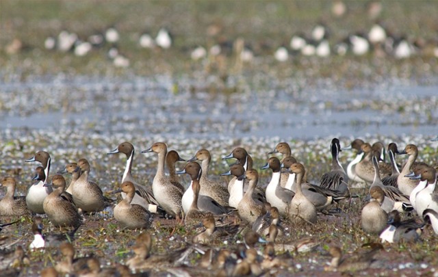 Picture 8 of Keoladeo National Park - India