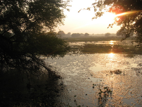 Picture 9 of Keoladeo National Park - India