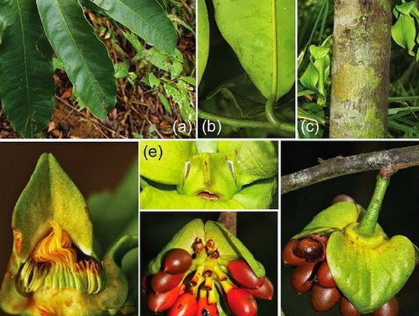 Picture 1 of Khanh Hoa found many new plant species in Hon Ba area