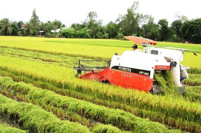 Picture 1 of Kien Giang recommends limiting IR50404 rice cultivation