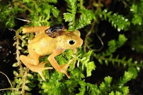 Picture 1 of Kihansi toad is released to the wild