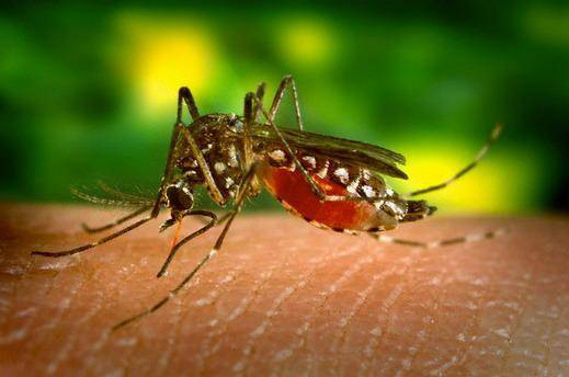 Picture 1 of Kill insects with 'tips'