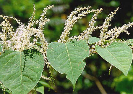 Picture 1 of Kill plants with insects