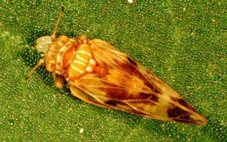 Picture 2 of Kill plants with insects