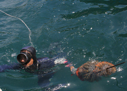 Picture 1 of Kill sea starfish to protect corals